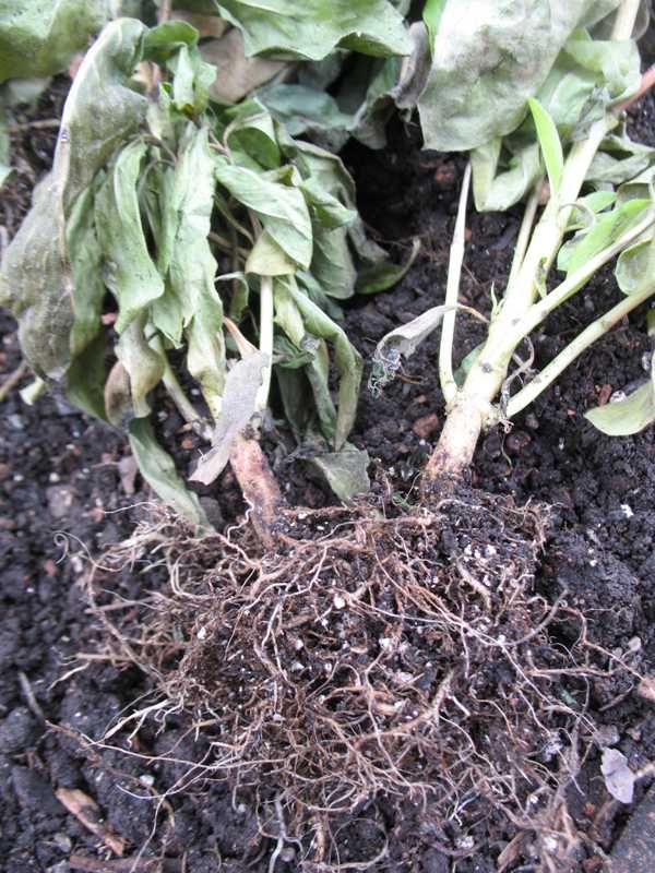 Cankers, diebacks, and wilts